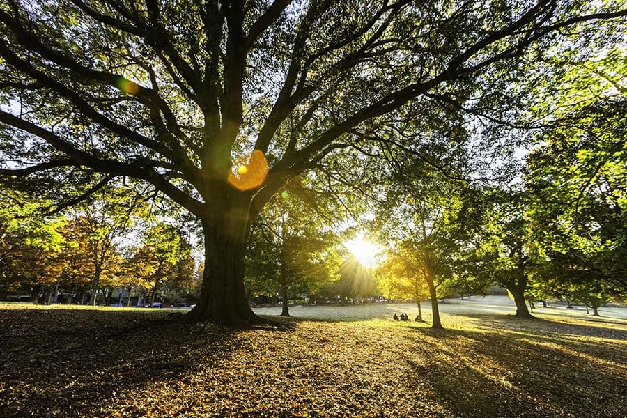 Baltimore, OH Insurance - Trees in a Park at Dusk, Fallen Leaves on the Ground, Sun Shining Through the Branches